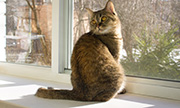 cat sitting in windowsill